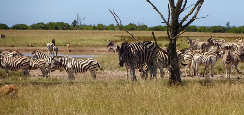 Garden Route Game Reserve