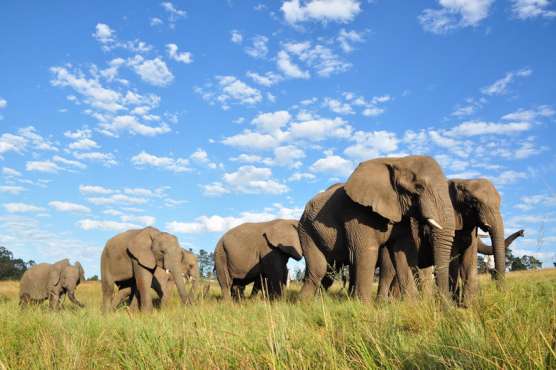 Sundowners with Elephants