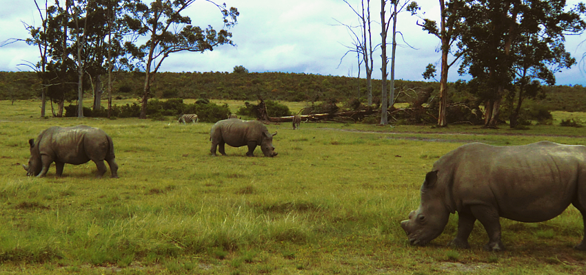 Game Drives near Plettenberg Bay
