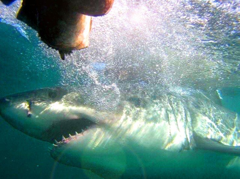 What happens when shark cage diving