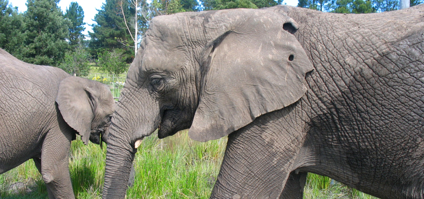 Elephant Back Rides South Africa