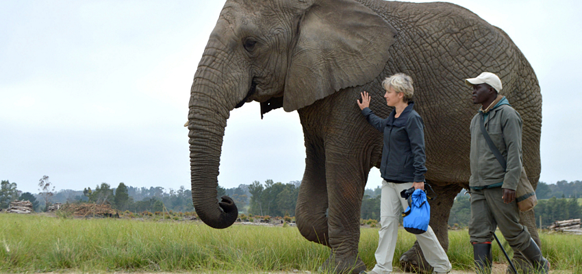 Walking With Elephants in South Africa