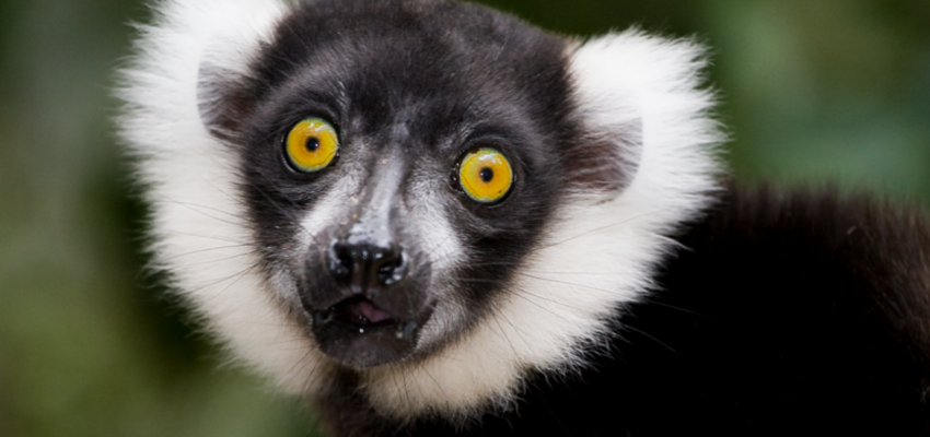 Monkeyland Plettenberg Bay Lemur