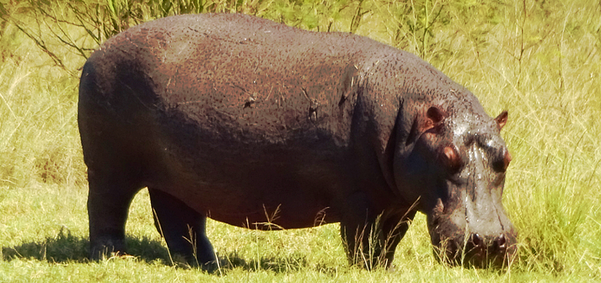 Plettenberg Bay Game Reserve