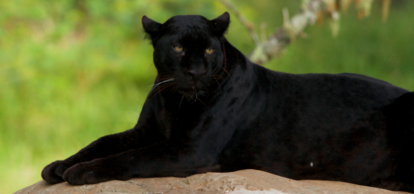 Animal Park Garden Route