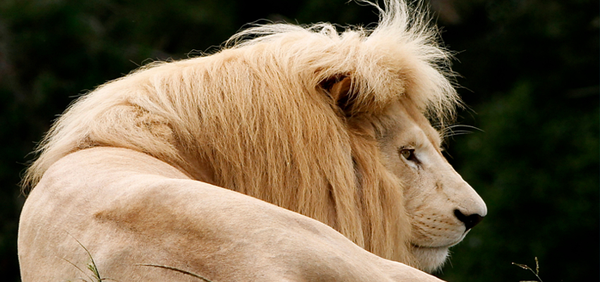Lions Garden Route