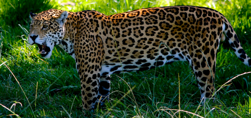 Wild Cat Tour Garden Route