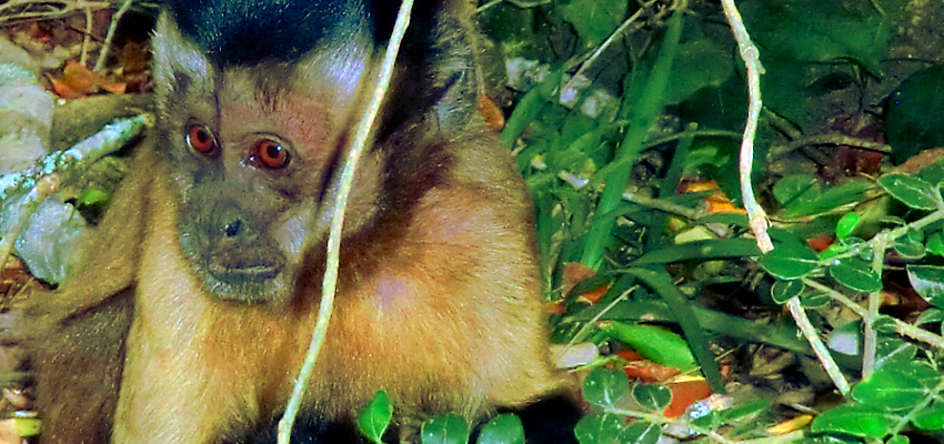 Monkeyland Garden Route