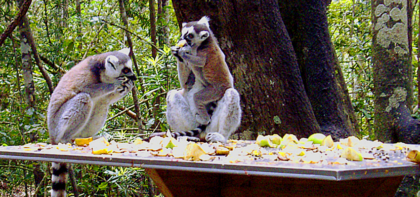 Monkeyland Plett3