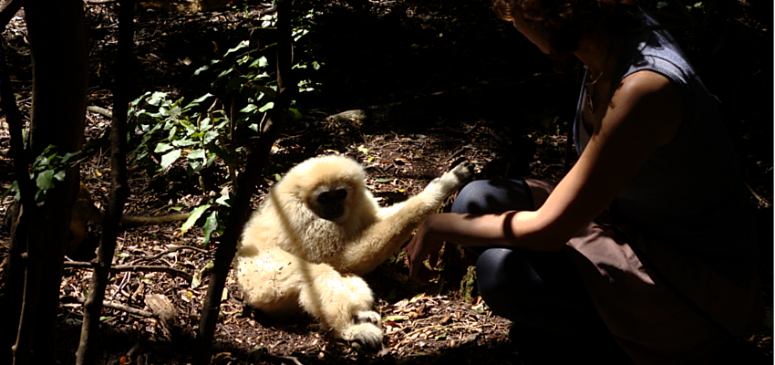 Plettenberg Bay Monkeys