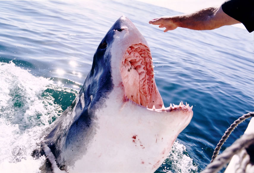Shark Cage Diving
