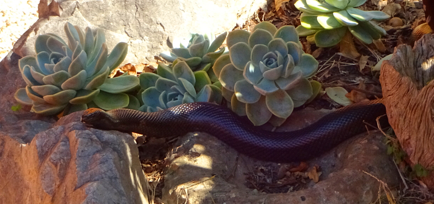 Plettenberg Bay Snake Park
