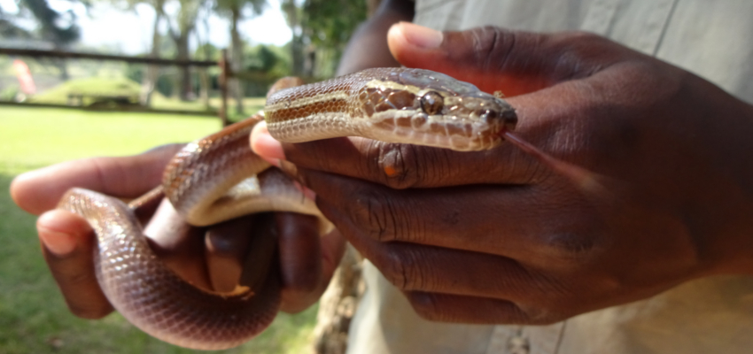 Snake Park Plettenberg Bay