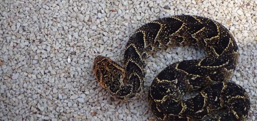 Snakes Plettenberg Bay