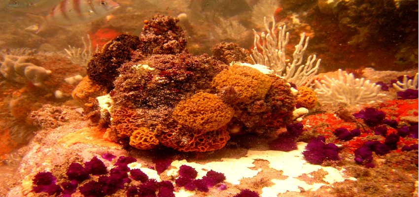 Snorkeling Plettenberg Bay