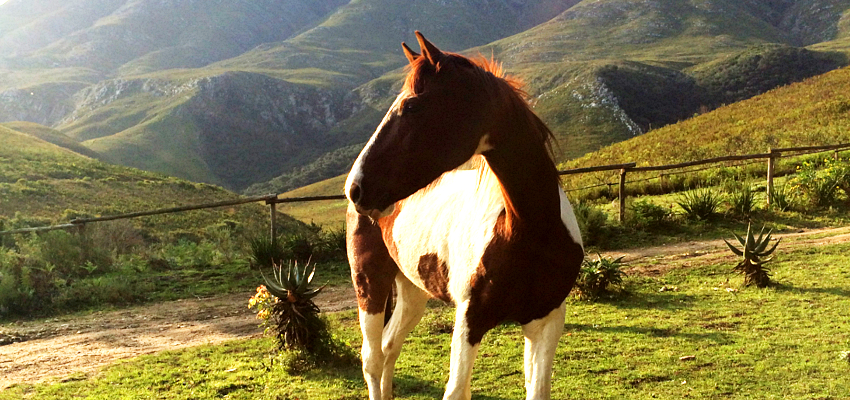 Swellendam Backpackers Lodge