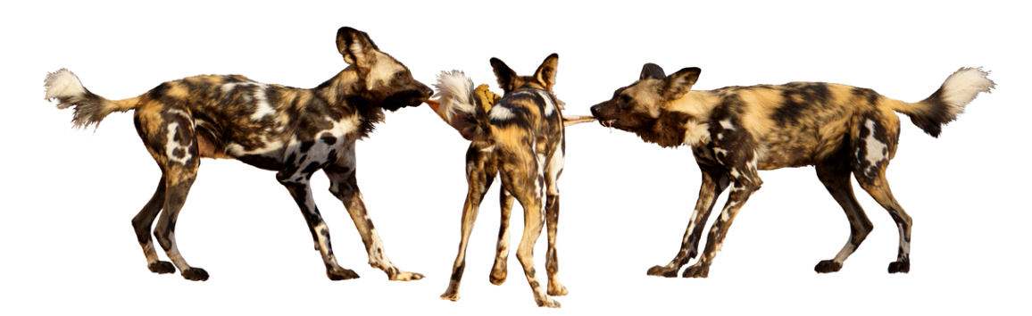 Screenshot 2022 06 21 at 11.38.25