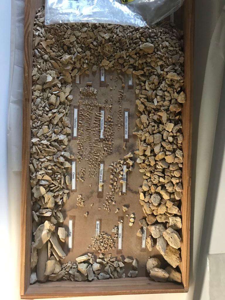 West Coast Fossil Finds