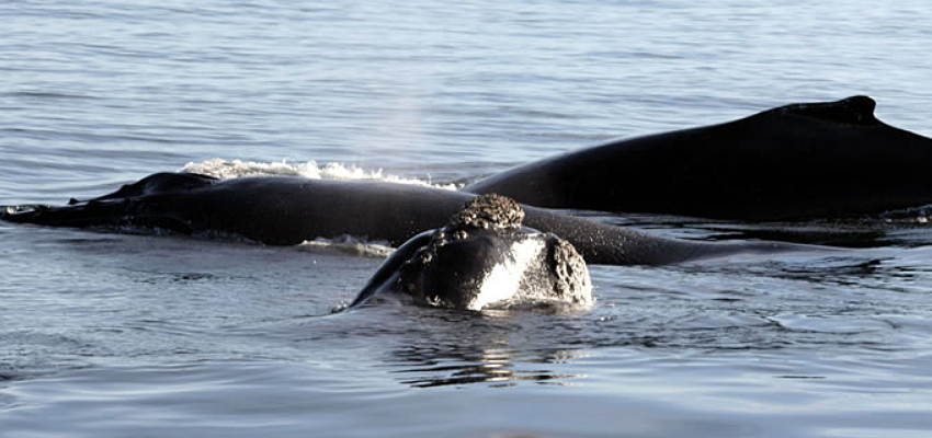Whale Watching South Africa