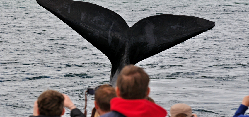 Whale Watching in Hermanus