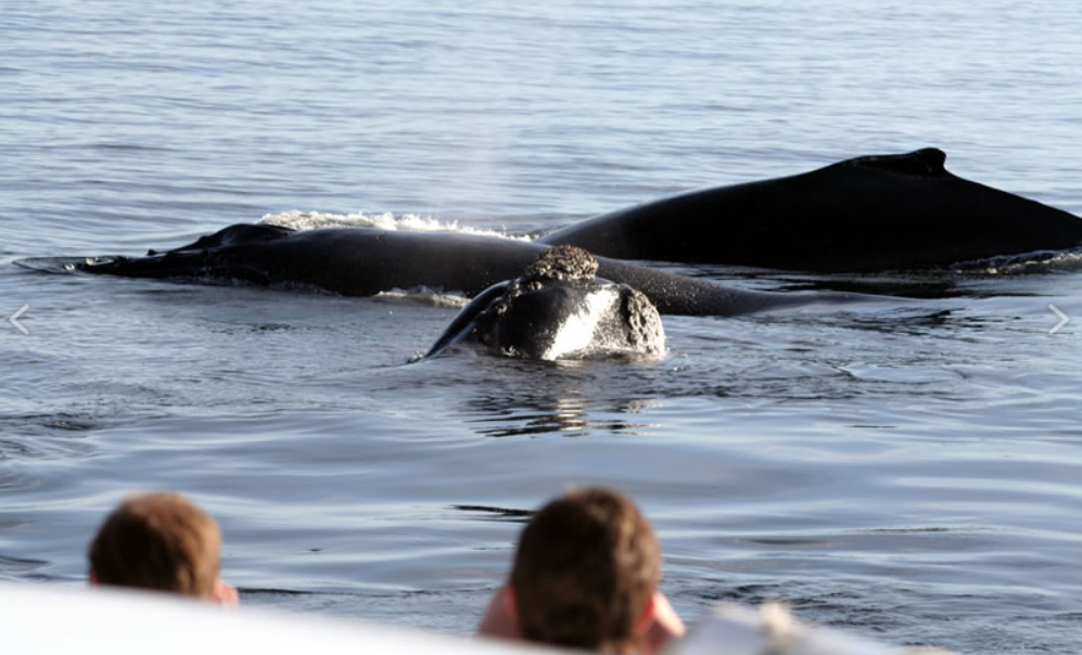 Whale Watching