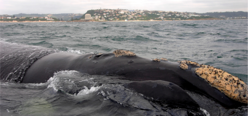 Plettenberg Bay Whale Watching