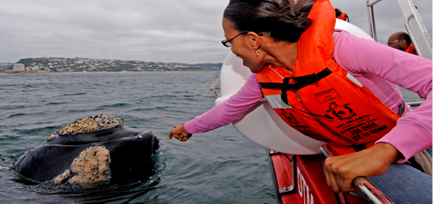 Whale Watching Garden Route