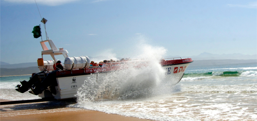 Whale Watching South Africa