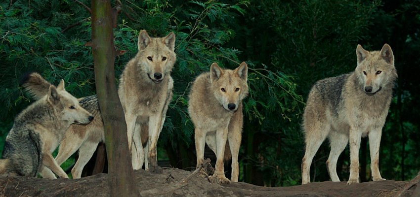 Wolf Sanctuary Tsitsikamma