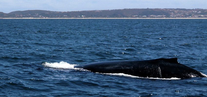 Volunteer with animals